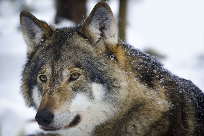 loup